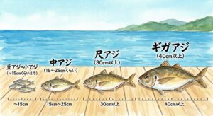 アジの呼び方。10cm以下を「豆アジ」、10〜15cm程度を「小アジ」中アジは15cm〜25cmくらい 、尺アジは30cm以上。釣太郎