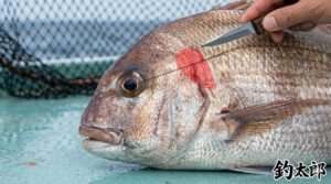 魚活締め、「なぜ？」→ 暴れ防止・旨味最大化・鮮度長持ち。 「どうなる？」→ 口が開いてピタッと止まる → 最高の刺身に！釣太郎