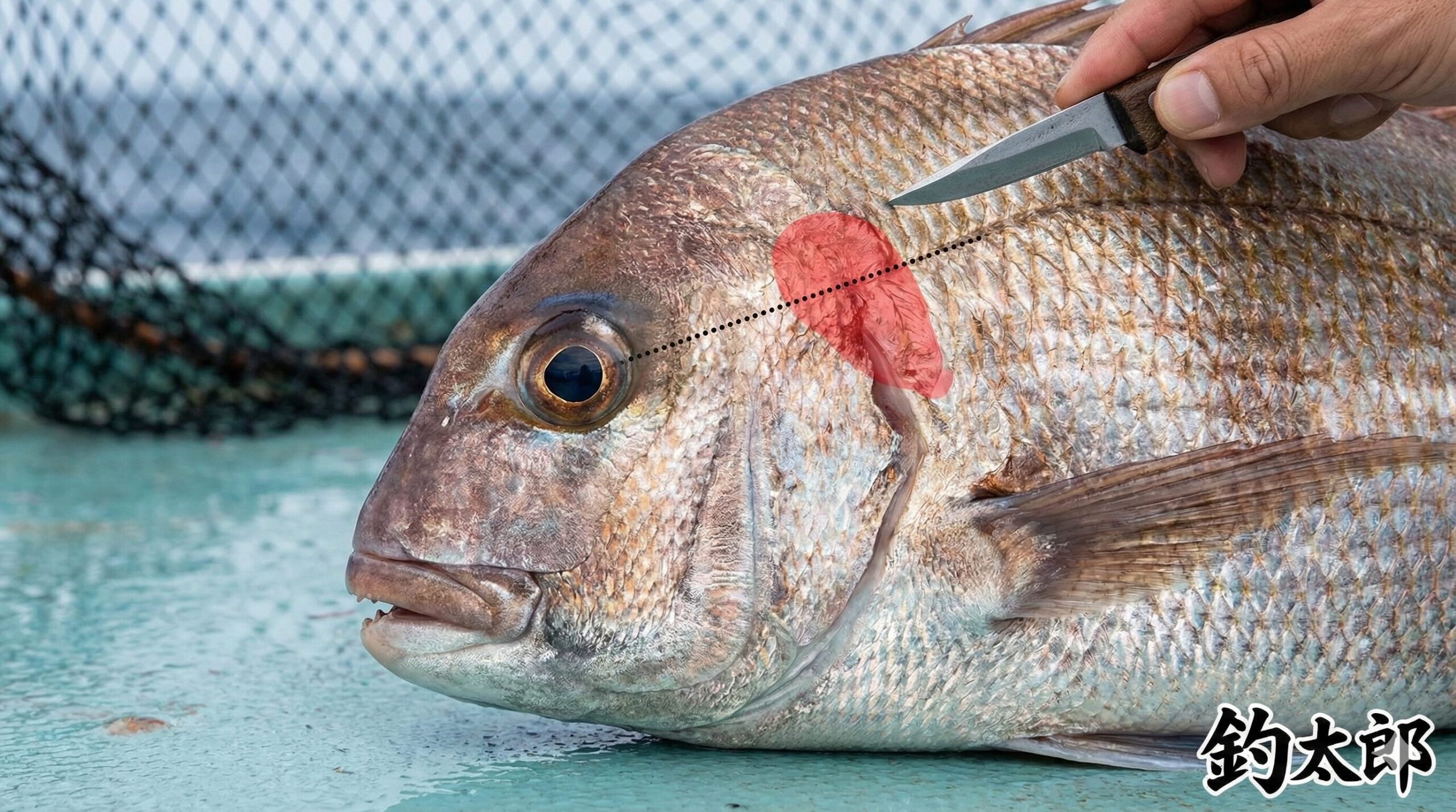 魚活締め、「なぜ？」→ 暴れ防止・旨味最大化・鮮度長持ち。 「どうなる？」→ 口が開いてピタッと止まる → 最高の刺身に！釣太郎