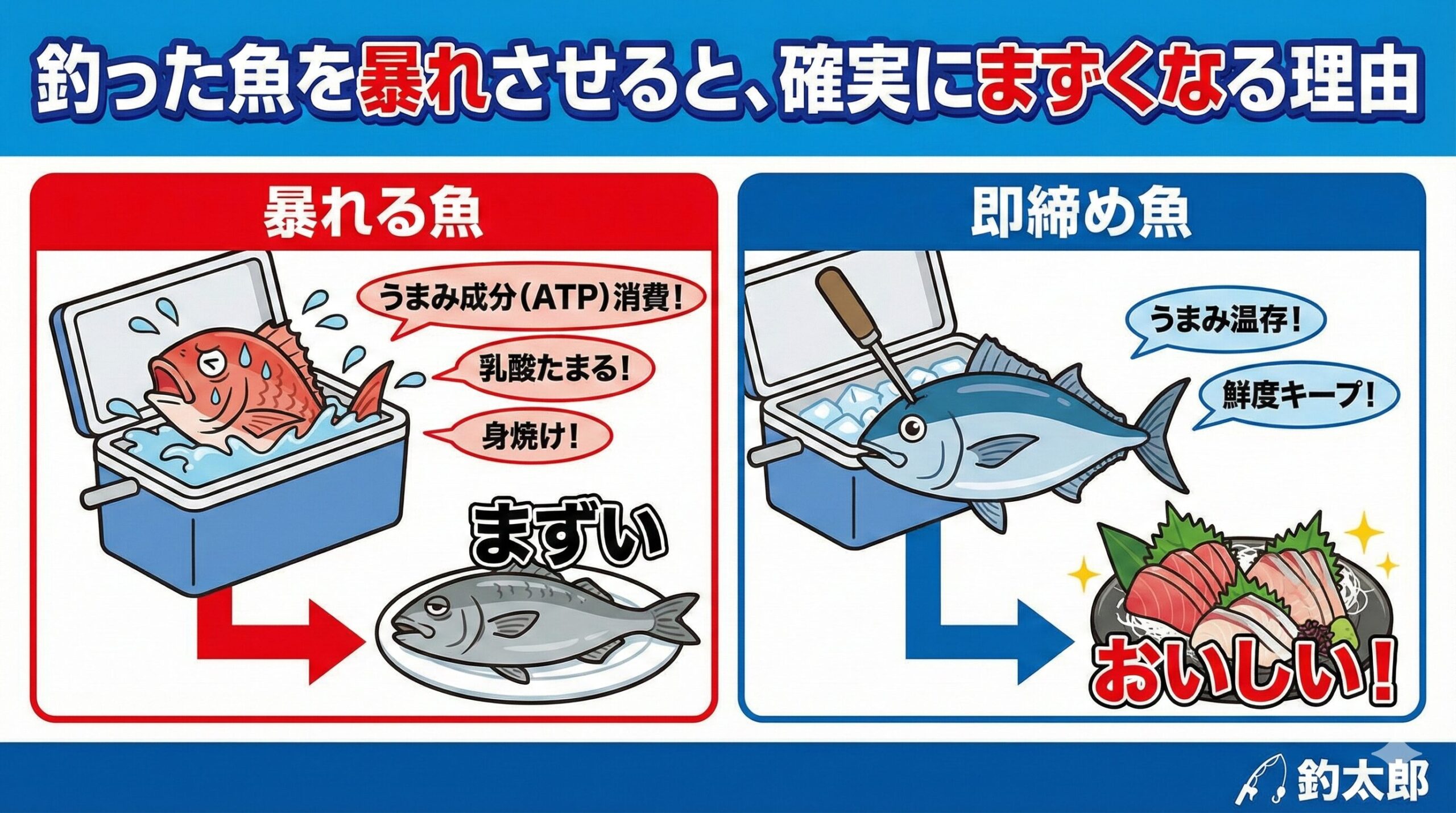 釣った魚を暴れさせることは、自ら「うまみ」を捨てているのと同じ。ATP（うまみの元）の浪費を防ぐ。乳酸の蓄積と身焼けを防ぐ。内部出血による臭みを防ぐ。釣太郎