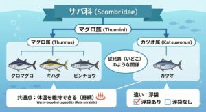 マグロとカツオは、「サバ科マグロ族」という同じルーツを持つ、非常に近い親戚です。釣太郎