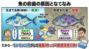「魚臭さ」は、魚が本来持っている臭いではなく、死後の変化によって作られるもの。釣太郎