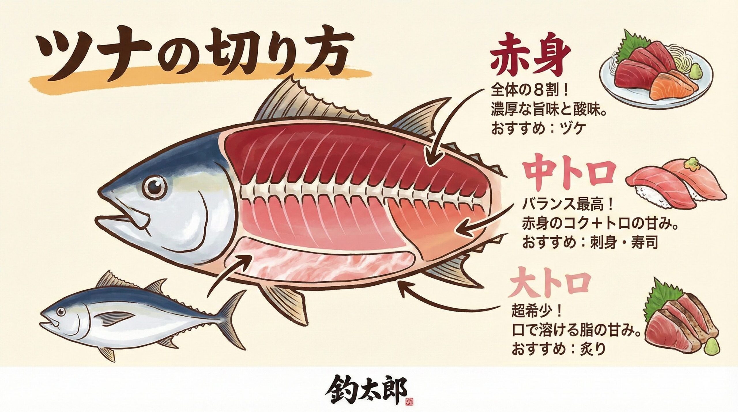 マグロ、背中側： 主に赤身。皮岸などが中トロ。腹側： 頭に近いほど大トロ、後ろに行くほど中トロ、赤身へと変化。釣太郎