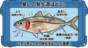 魚が臭くなる正体とは・エラ・血合い・内臓・体表の細菌。この4つが適切に処理されなかった結果。釣太郎