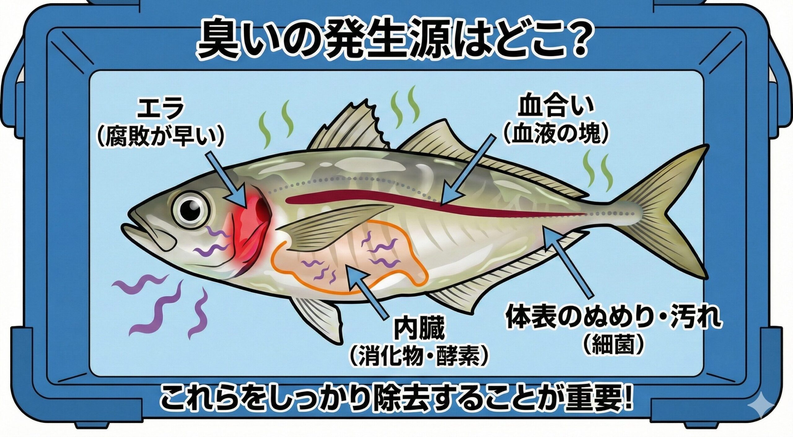 魚の臭いの発生源説明。体表のぬめり・汚れ、エラ（鰓）、内臓（消化物・酵素）、血合い（血液）。釣太郎