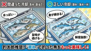釣り魚「真水は敵、海水は味方」。 この言葉を覚えておくだけで、持ち帰った魚の味は劇的に変わります。釣太郎