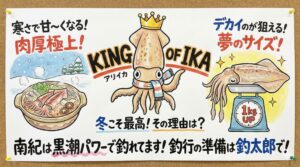 キングオブキングのアオリイカ。実は冬が一番美味しいシーズン。南紀で釣れています。釣太郎