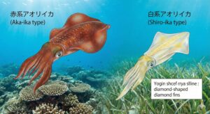 アオリイカ「赤系はデカくなる」は本当か？ “傾向としてはそう見えやすいが、色だけで判断するのはNG”。釣太郎