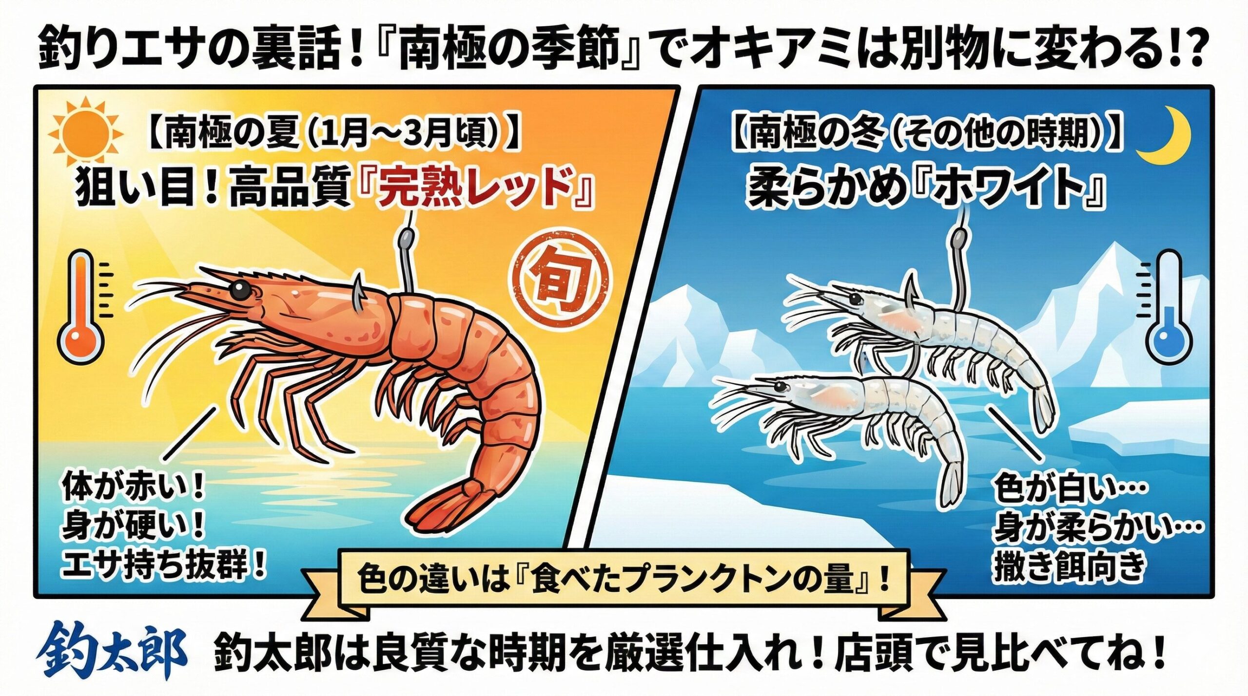 南極の沖アミは、「赤くて硬い＝夏（旬）のオキアミ」 「白くて柔らかい＝冬（オフ）のオキアミ」釣太郎