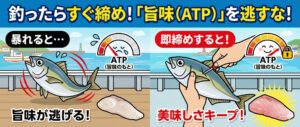 釣った魚が暴れると「マズくなる」は本当？体内でおきている「ATP消失」と「旨味」の科学。釣太郎