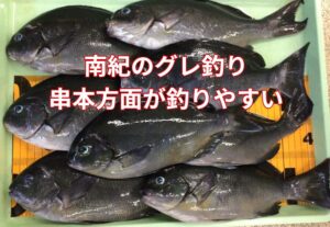 寒グレ、南紀でも串本が釣れやすいのは本州最南端で黒潮の本流がもっとも接近する場所。温かいお風呂が常に供給されているような状だから。釣太郎