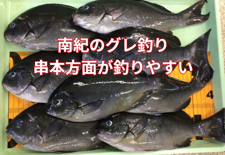 寒グレ、南紀でも串本が釣れやすいのは本州最南端で黒潮の本流がもっとも接近する場所。温かいお風呂が常に供給されているような状だから。釣太郎