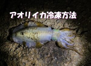 刺身で食べるためのアオリイカ冷凍方法説明。ヤエン釣り入門。釣太郎