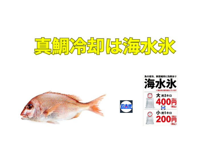 マダイ釣りで「せっかくの良型が…」を防ぐなら、海水氷一択！真水氷より低温・長持ち・浸透圧マッチで、科学的に鮮度が段違いです。釣太郎