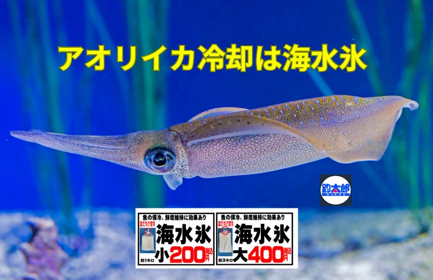 アオリイカ冷却、水道水氷は「大損」レベル。旨味・食感が20-30%劣化、海水氷ならプロ級の「極上イカ」に仕上がる。釣太郎