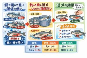 魚の価値を決めるのは 「網か釣りか」ではなく、獲れてから何分で脳を止めどれだけ正確に血を抜いたか、これが味、身質、価格、すべてを決める。釣太郎