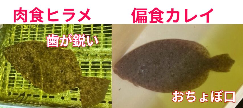ヒラメは鋭く尖った、凶悪な歯を持つフィッシュイーター（肉食魚）。カレイはおちょぼ口の偏食。見かけは似ていても全く違う魚。釣太郎
