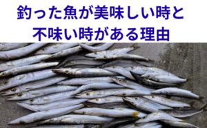 魚の味の差は6割が下処理 ・個体差は4割程度 ・締めと血抜きが命 ・温度管理が最重要 ・熟成ミスは致命的。釣太郎