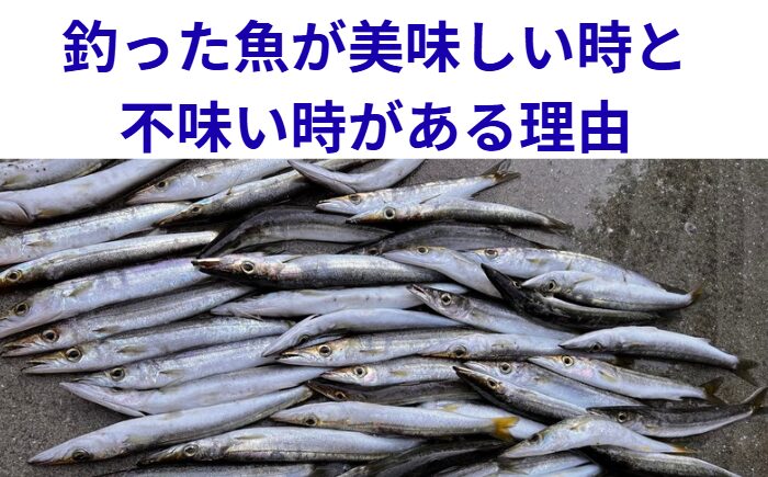 魚の味の差は6割が下処理 ・個体差は4割程度 ・締めと血抜きが命 ・温度管理が最重要 ・熟成ミスは致命的。釣太郎
