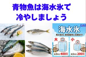 アジ・ブリなどの「青物」に海水氷が絶対必要な理由。劇的に変わる鮮度と匂い対策。釣太郎