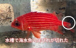 水槽で飼育している海水魚、尾ひれが切れていても、・ほぼ食われてない ・ケンカが原因が多い ・再生する・元気なら問題なし。釣太郎