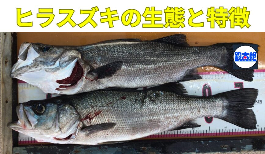ヒラスズキは・誰でも釣れる魚ではない・天候を読む力が必要・危険管理が必須。しかし、だからこそ「一匹の価値が非常に高い魚」釣太郎
