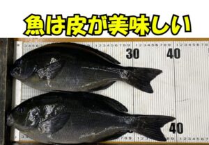 栄養と美味しさの秘密.魚の皮にはコラーゲン・ゼラチン質・脂質が集中。釣太郎