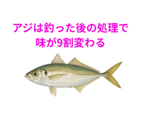アジは釣った後の処理で9割アジが変わデリケートな魚。釣太郎