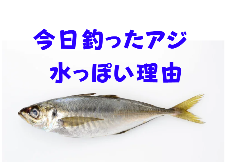 今日釣ったアジが水っぽい理由は・鮮度不足ではない・魚の質でもない。冷却方法のミス。海水氷で解消。釣太郎