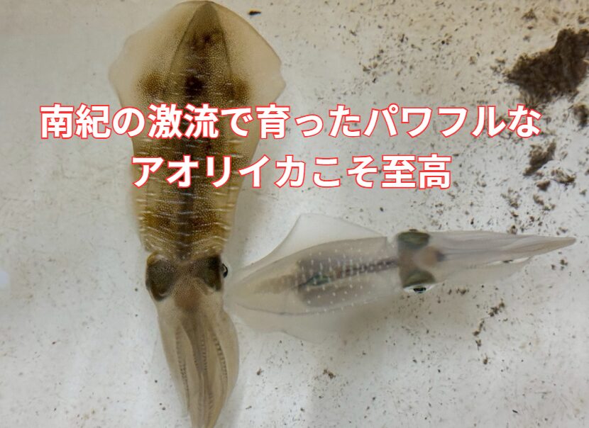 アオリイカは地域間格差がが屁しい。日本海・瀬戸内 ＝ 繊細な甘みと、柔らかい食感。南紀（太平洋） ＝ 圧倒的な歯ごたえと、ワイルドな旨味。釣太郎