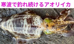 寒波でも釣れる理由は 「冷えない・逃げない・集まる・残る」 全部そろっているから。釣太郎