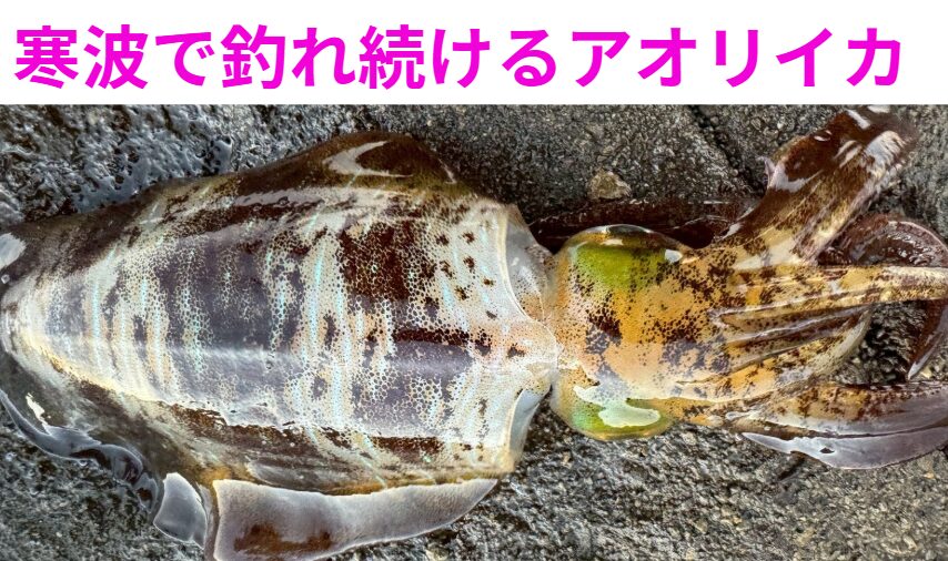寒波でも釣れる理由は 「冷えない・逃げない・集まる・残る」 全部そろっているから。釣太郎
