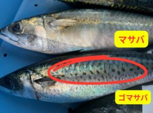 見た目の違い：腹に斑点があるのがゴマサバ、ないのがマサバ 。味の違い：マサバは脂がのって濃厚、ゴマサバはあっさり。使い分け：マサバは生食・焼き物向き、ゴマサバは加熱調理向き。釣太郎