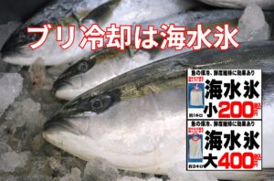80cmの寒ブリが水っぽくてマズい。原因は真水の氷。大型魚の鮮度を爆上げする「海水氷」釣太郎