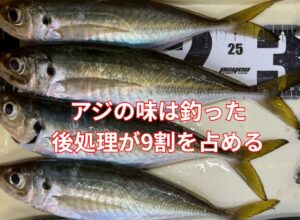 アジは釣った後処理の数分間が、味の9割を決める魚です。釣太郎