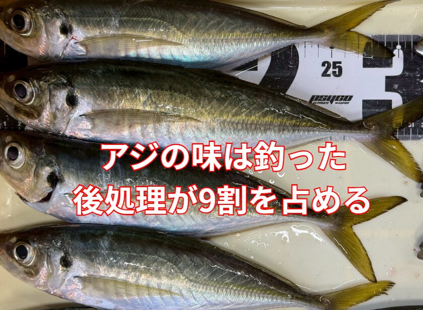 アジは釣った後処理の数分間が、味の9割を決める魚です。釣太郎