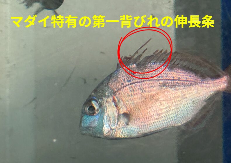マダイ特有の「第一背びれの伸長条（しんちょうじょう）」釣太郎
