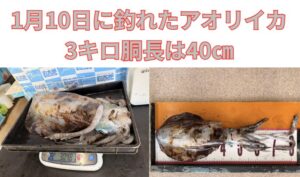 南紀では冬でもアオリイカは終わりません。 むしろ・サイズ・味・価値すべてが最高潮に達する季節。釣太郎