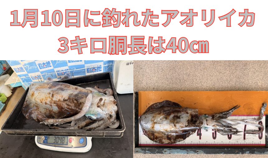 南紀では冬でもアオリイカは終わりません。 むしろ・サイズ・味・価値すべてが最高潮に達する季節。釣太郎