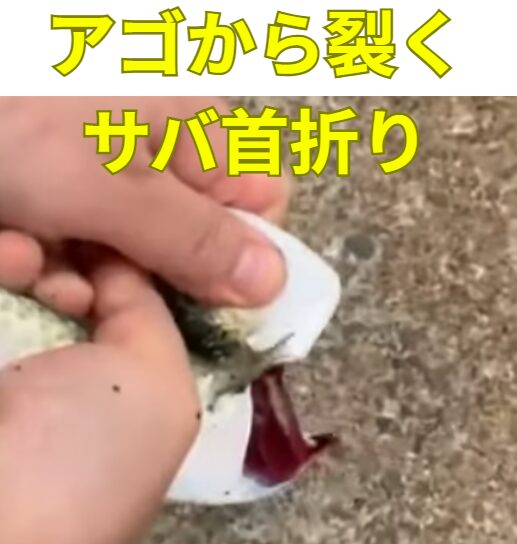 アジもサバ首折りのように占めるのは有効か？サバ折りは「速さ重視」✔ 活締めは「品質重視」釣太郎