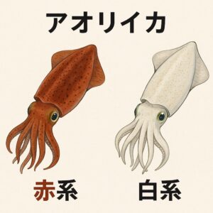 アオリイカに「白系・赤系」という学術的分類は存在しません。ただし、色の違いそのものには明確な科学的根拠があります。釣太郎