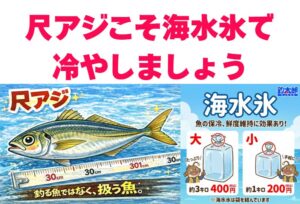 南紀の寒尺アジ、真水氷と海水氷で急速冷却した場合、 その差は翌日の刺身の「エッジの立ち方」と「舌触り」に劇的に現れます。釣太郎