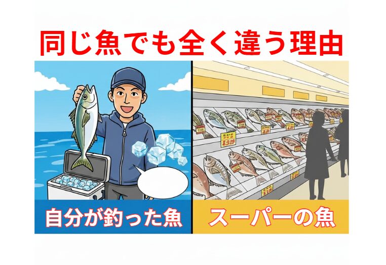 自分が釣った魚が美味しいのは、「適切な処理」「完璧な血抜き」「理想的な温度管理」「丁寧な輸送」の為。釣太郎