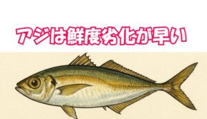 アジは鮮度劣化が早い魚。釣太郎