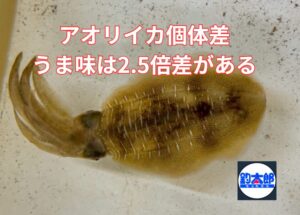 アオリイカの味は、サイズ・筋肉構造・成分量・釣り場環境・処理方法によって大きく変わります。甘み最大2.5倍、旨味約2倍という個体差。釣太郎