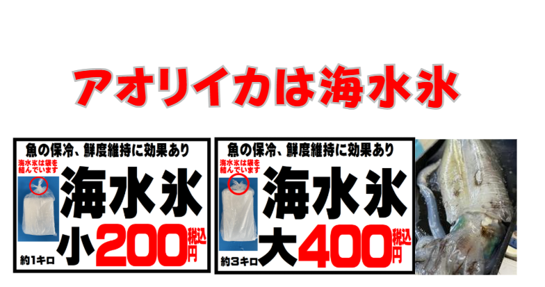普通の氷から海水氷に変えるだけで、アオリイカの美味しさが30%アップするのは科学的事実。釣太郎