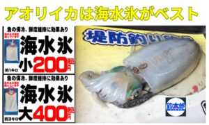 アオリイカ冷却、海水氷を使わないことは、1.5倍のコスト増と味の劣化を招く。釣太郎