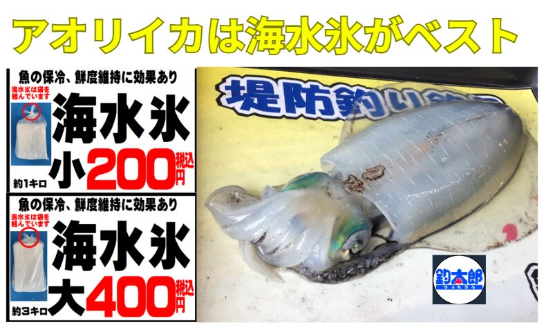 アオリイカ冷却、海水氷を使わないことは、1.5倍のコスト増と味の劣化を招く。釣太郎