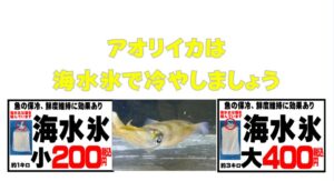 アオリイカの冷却は“普通氷”と“海水氷”どれほど違う？釣太郎