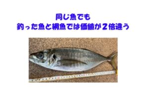 釣り魚は“手間と技術”で価値が倍増する 釣った魚は、網で捕れた魚の2倍以上の価値がある。釣太郎